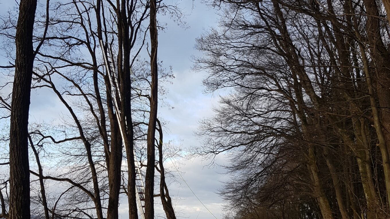 Höhenrettungseinsatz – Paraglider in Baum